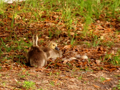 [Two goslings sit end to end. One has its face toward the camera while we only see the back of the neck of the other's head. To the right of them by only a few inches are two eggs visible above the tops of the leaves.]